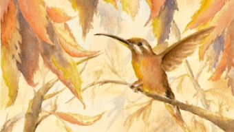 Autumn Inspirations: A Waldorf November