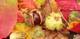 Waldorf Homeschoolers – Autumn