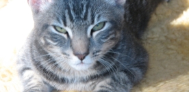 A Day In The Life Of A Kitty Cat