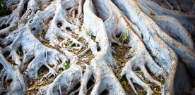 Sacred Banyan Trees