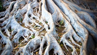 Sacred Banyan Trees